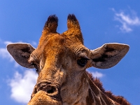 Lion & Safari Park